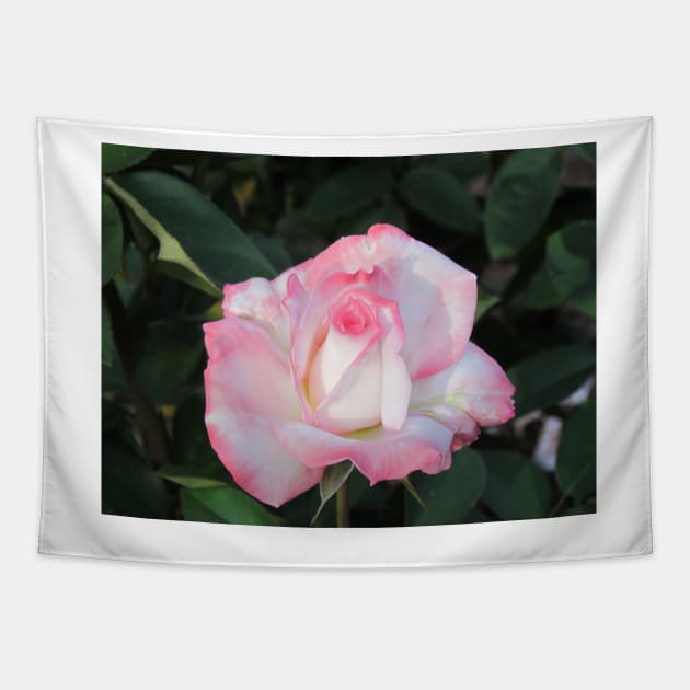 Light Pink Rose Tapestry by Cynthia48