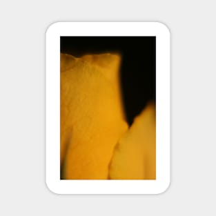 Yellow Rose Macro Magnet