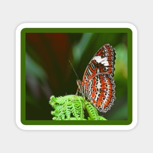 Colorful butterfly Magnet