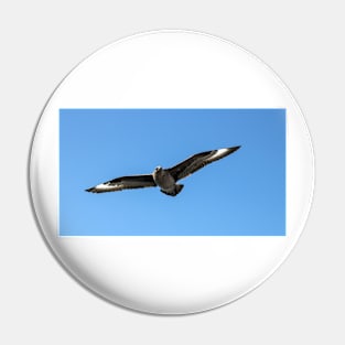 South polar skua in flight Pin