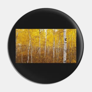 beautiful stand of fall birch Pin