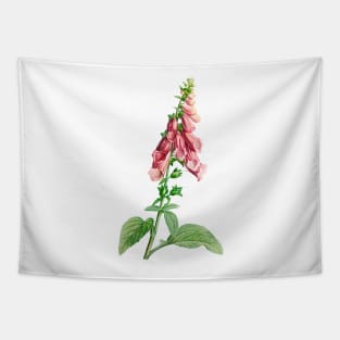 Common foxglove - Botanical Illustration Tapestry