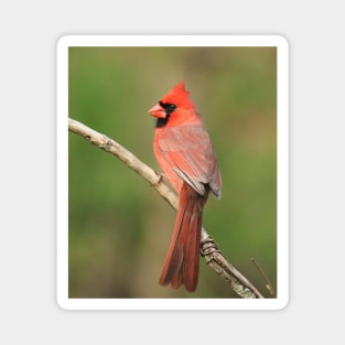 Northern Cardinal Magnet