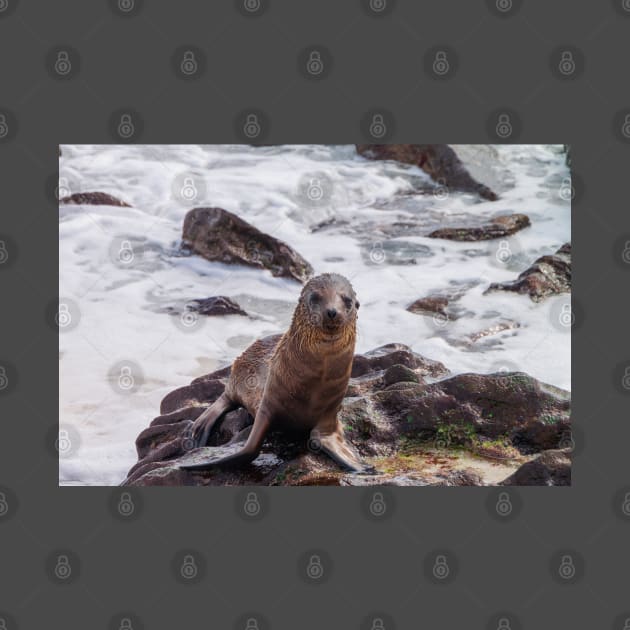 Sea Lion on the Shore by SafariByMarisa