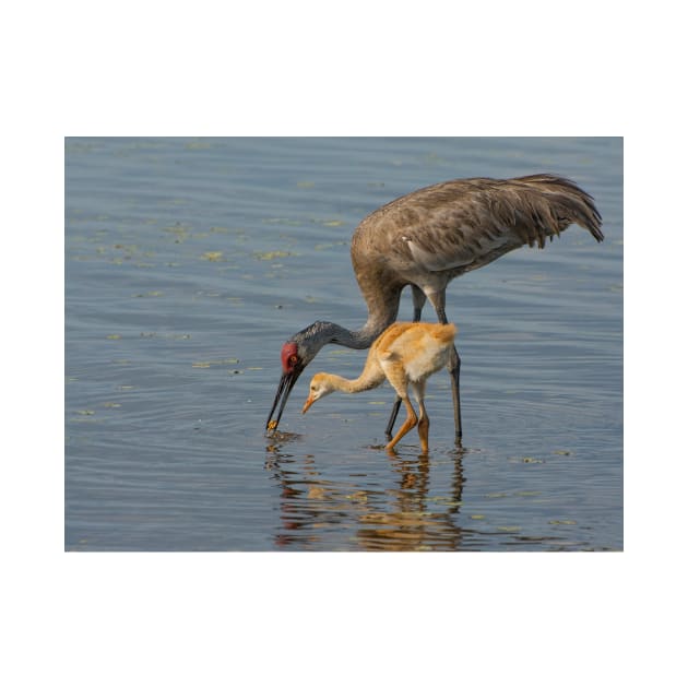 Feeding Sandhill Cranes by joesaladino