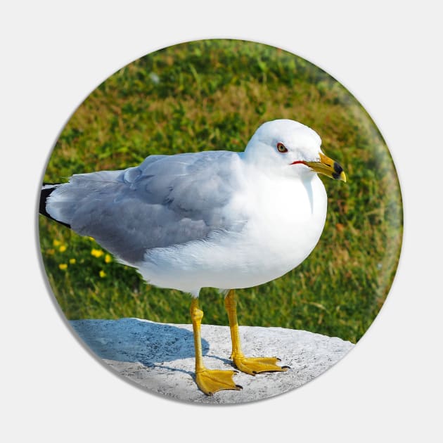 Gull Standing On A Rock Pin by BackyardBirder