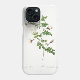 Silver-Flowered Hispid Rose, Rosa hispida argentea from Les Roses (1817–1824) by Pierre-Joseph Redouté. Phone Case