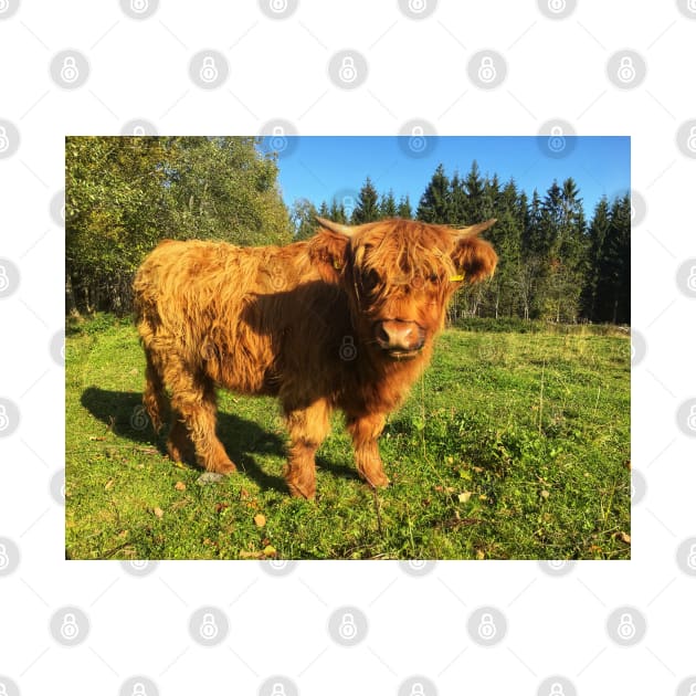 Scottish Highland Cattle Calf 2117 by SaarelaHighland