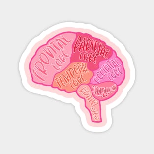 Anatomical brain Magnet