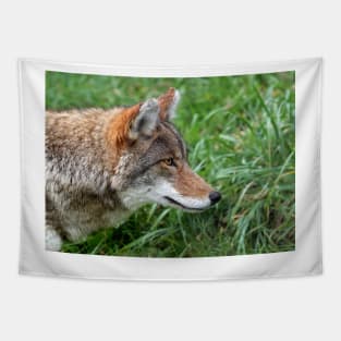 Intensity - Coyote Tapestry