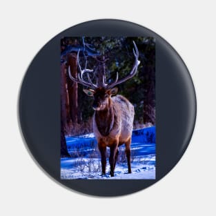 elk cutie - rocky mountain national park Pin