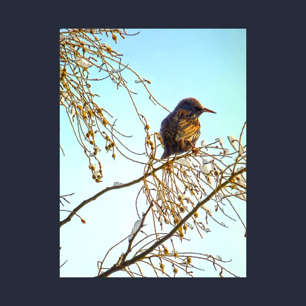 Wren on a Winter Branch by SusanSavad