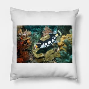 Clown triggerfish (Z605/0978) Pillow