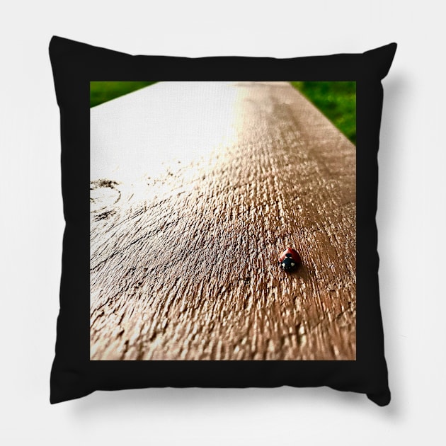 Ladybird Pillow by robsteadman