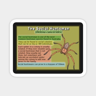 The Social Huntsman (Delena cancerides) Poster Magnet