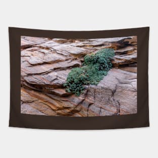 Growing From Rock Terrain of Zion Tapestry