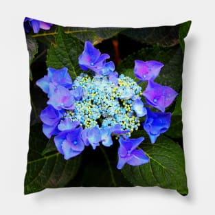 Close-up of a hydrangea with blue buds and flowers as well as green foliage Pillow