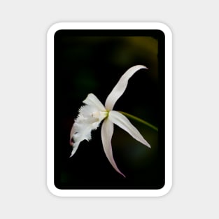 Brassavola Orchid Magnet