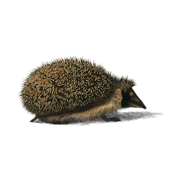 Vintage European hedgehog by Phantom Troupe