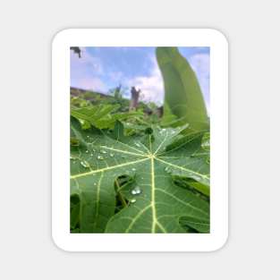 Leaf Buds In The Morning Magnet