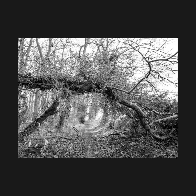 tree creating a natural archway in an English woodland by yackers1