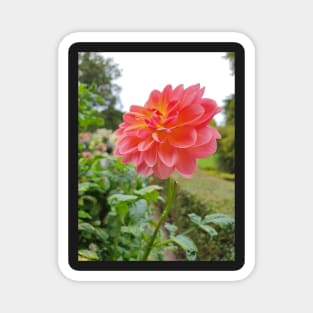 Pretty Pink and Yellow Dahlia Magnet