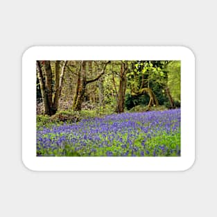 Bluebell Woods Basildon Park Berkshire UK Magnet