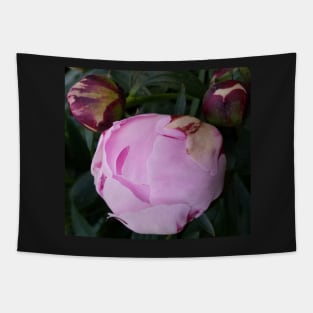 Peony Flower bud Tapestry