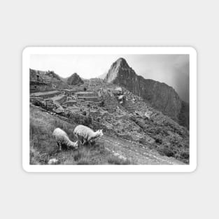 Vintage Llama at Machu Pichu Magnet