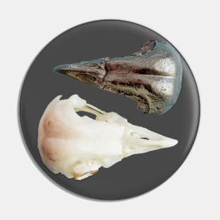 Barn owl skull and model skull Pin