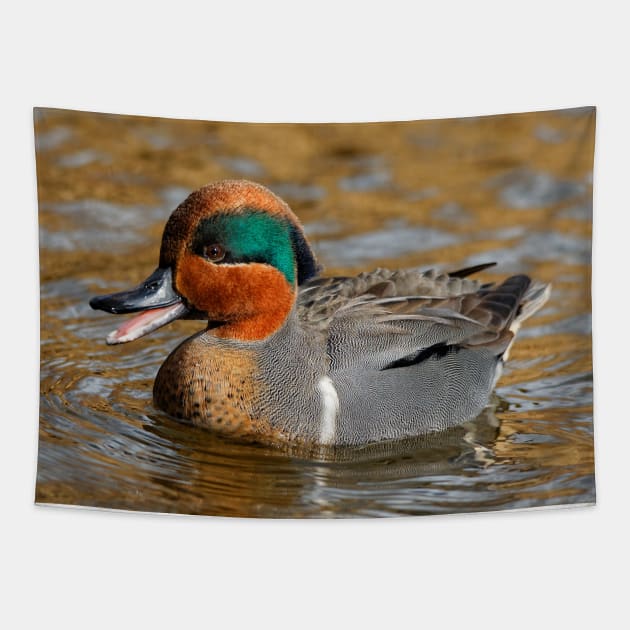 A Chatty Green-Winged Teal Duck at the Lake Tapestry by walkswithnature