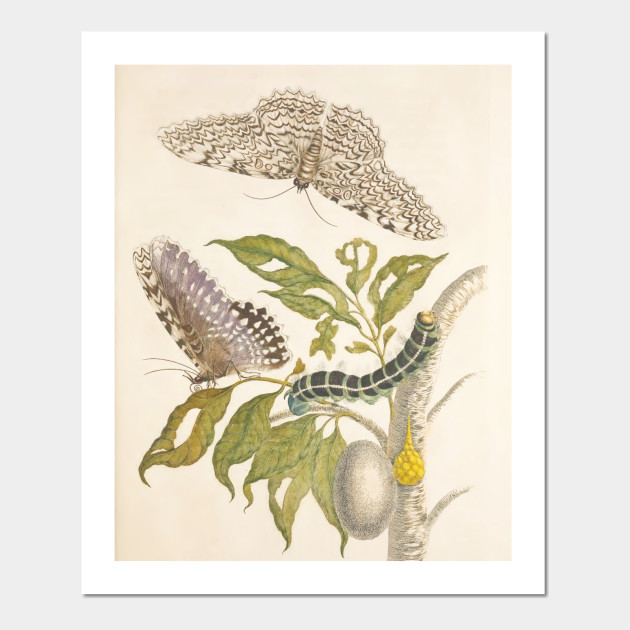 Vintage Flower Color Pencil Hand Drawing Art Posters And Art