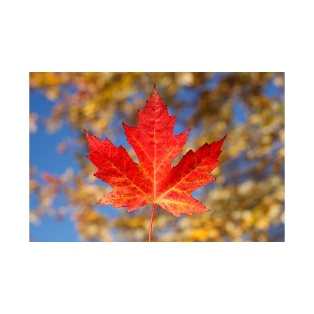Red maple leaf and blue sky, Germany by Kruegerfoto