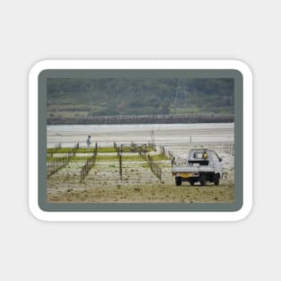 Seaweed Farmer Magnet