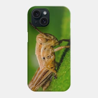 Young Grasshopper Photograph Phone Case