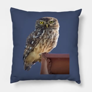 Beautiful Cute Barn Owl Staring With Wide Yellow Eyes Pillow