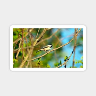 Black-capped Chickadee Perched On A Tree Branch Magnet