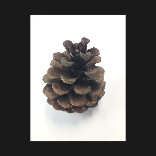 Pinecone by diffrances