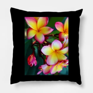 plumeria-flowers-frangipani-floral-blossom-petal-bloom-shirtyshirto-51 Pillow