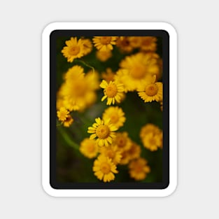 Wild yellow daisies Magnet