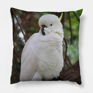 A Cockatoo Pillow