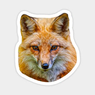 Fox Face Magnet