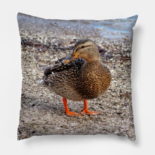 Female Mallard Duck On a Beach Pillow