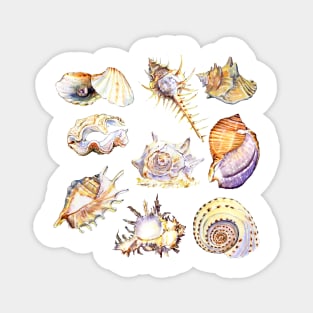 shell set watercolor illustration Magnet