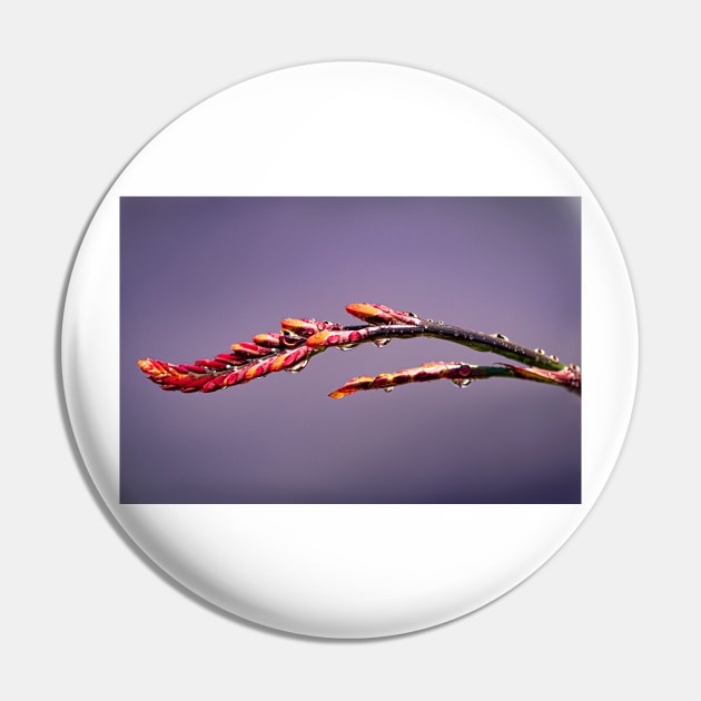 Close-up of crocosmia buds Pin by blossomcophoto