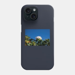 White Dog Rose under a clear blue sky Phone Case