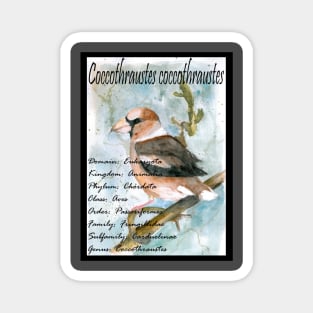 Hawfinch Magnet