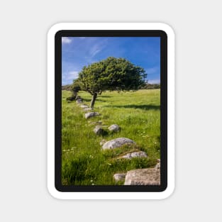 Tree and Remains of Wall near Sandyhills Dumfries and Galloway Photograph Magnet