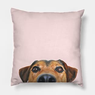 Peek a Boo Dog Pillow