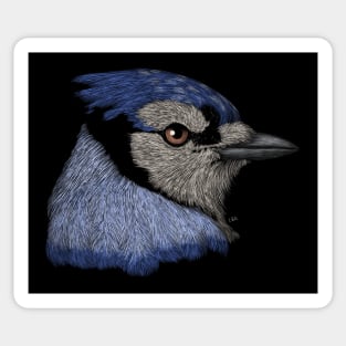 Image result for chibi blue jays  Cute animal clipart, Cute drawings,  Animal drawings